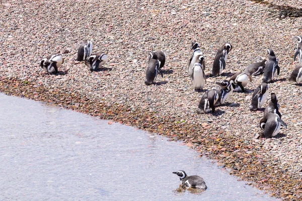Tučňáci magellanové. Tučnov kolonie Punta Tombo, Patagonie — Stock fotografie