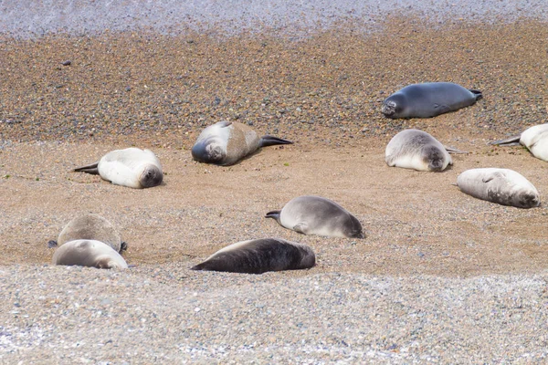 Elephant seals on Caleta Valdes beach, Patagonia, Argentina — Stock Photo, Image