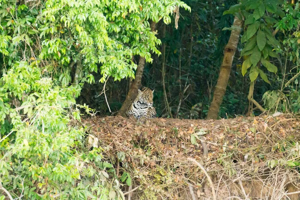 Jaguar da Pantanal, Brazil — Foto Stock