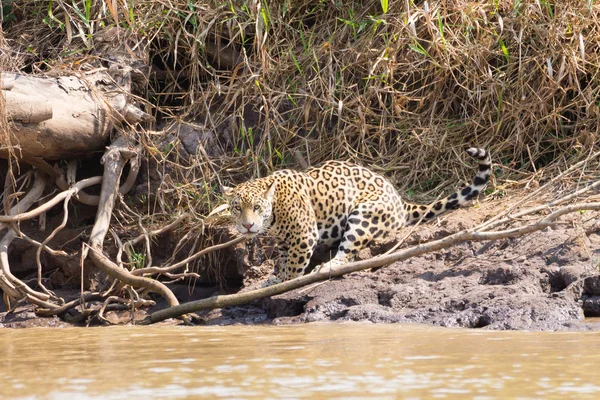 Jaguar de Pantanal, Brazil — Foto de Stock