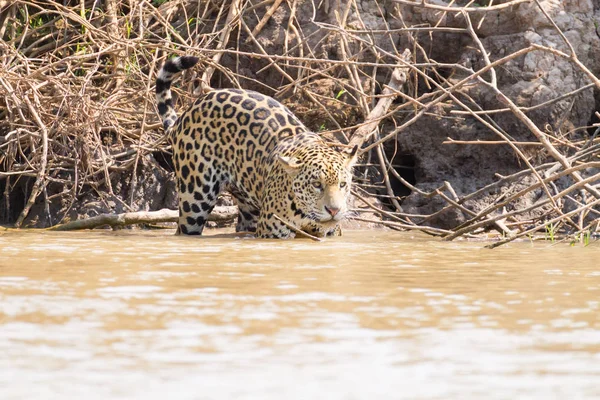 Jaguar da Pantanal, Brazil — Foto Stock