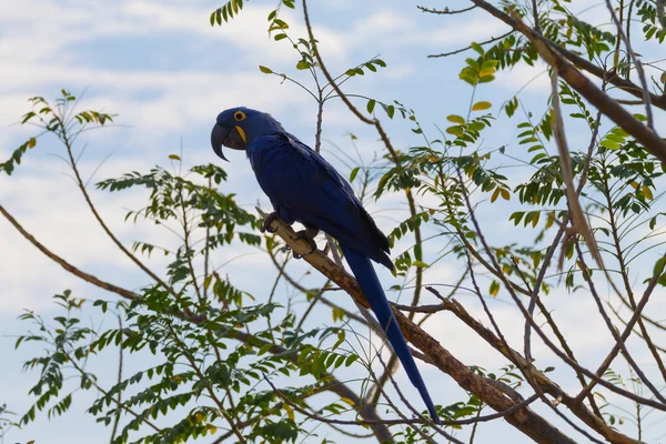 Arara-de-jacinto de perto, vida selvagem brasileira — Fotografia de Stock