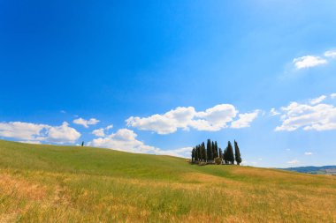 Val d'Orcia selvi görünümü