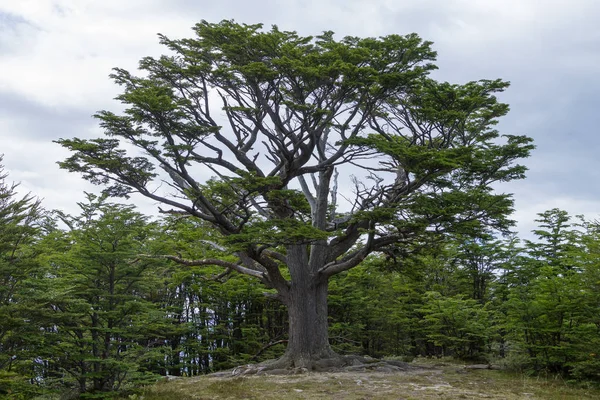Isolated tree from Tierra Del Fuego National Park, Argentina