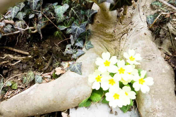 Primula flower in woodland close up, nature background