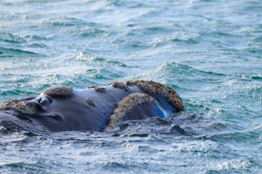 Valdes Yarımadası 'ndan balina gözlem, Arjantin. Yaban hayatı