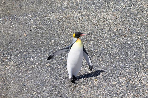 Pingüino rey en la playa de la isla Martillo, Ushuaia — Foto de Stock