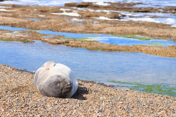 Zeeolifant op strand dicht omhoog, Patagonia, Argentinië — Stockfoto