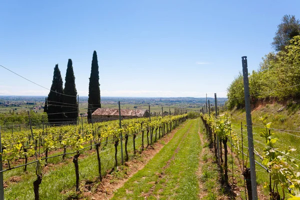 Valpolicella Hills krajobraz, włoski obszar uprawy winorośli, Włochy — Zdjęcie stockowe