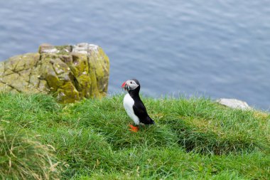 Borgarfjordur fiyort, Doğu İzlanda üzerinden Atlantik martı
