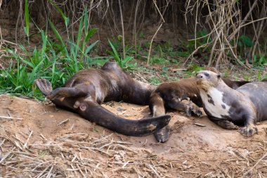 Pantanal, Brezilya'dan dev su samuru