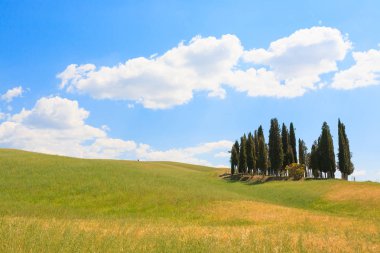 Val d'Orcia selvi görünümü