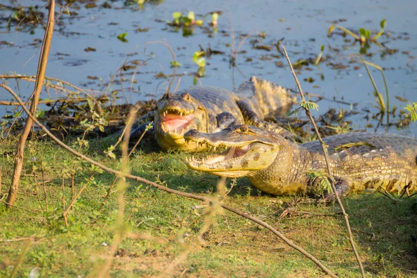 Caiman which heats up in the morning sun. — Stock Photo, Image