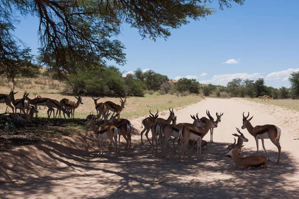 Springbok en el camino —  Fotos de Stock