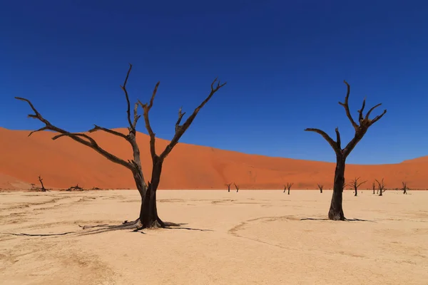 죽은 Vlei, Sossusvlei, 나미비아 — 스톡 사진