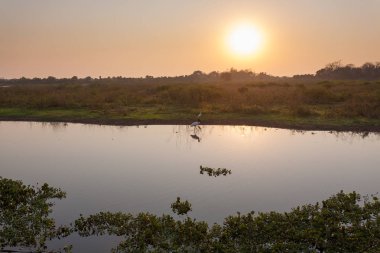 Güzel Pantanal manzara, Güney Amerika, Brezilya