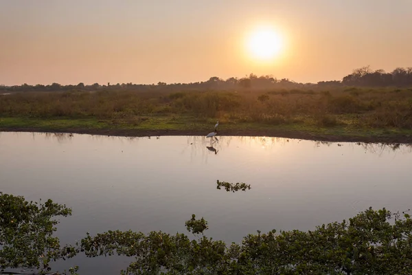 Pantanal piękny krajobraz, Ameryka Południowa, Brazylia — Zdjęcie stockowe