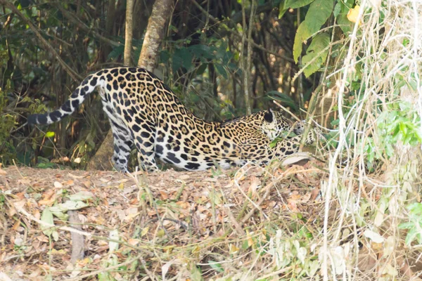 Jaguar do Pantanal, Brasil — Fotografia de Stock