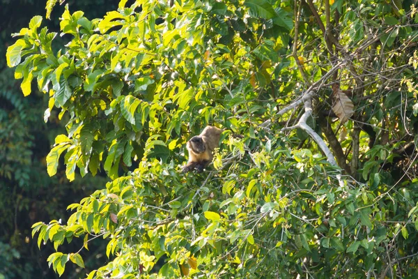 Scimmia cappuccino trapuntata sulla natura a Pantanal, Brasile — Foto Stock