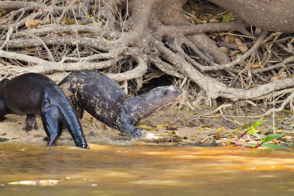 Lontra gigante do Pantanal, Brasil — Fotografia de Stock
