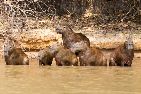 Stádo kabie z Pantanal, Brazílie — Stock fotografie