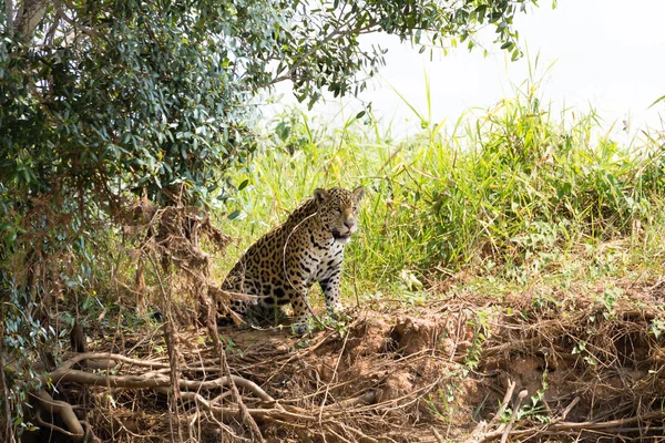 Jaguar uit Pantanal, Brazilië — Stockfoto