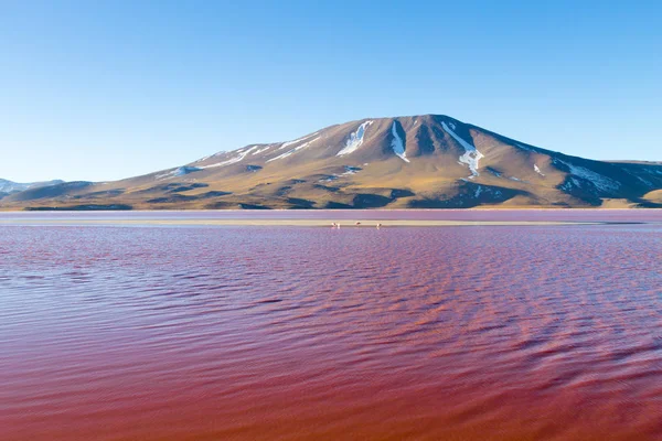 Laguna Κολοράντα προβολή, Βολιβία — Φωτογραφία Αρχείου