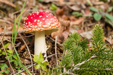 Amanita muscaria mantar yakın kadar doğa arka plan