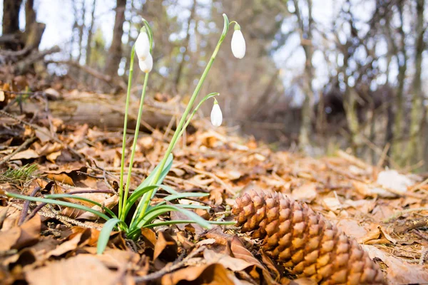 Snowdrop flower in woodland close up, nature background