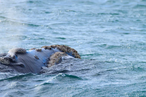 Спостереження за китами з Вальдес-півострова, Аргентина. Дикої природи — стокове фото