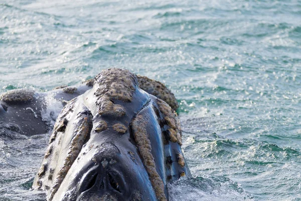 Observação de baleias da Península de Valdes, Argentina. Vida selvagem — Fotografia de Stock