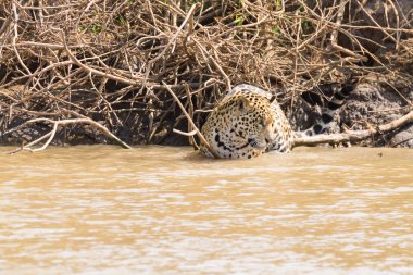 Jaguar Pantanal, Brezilya
