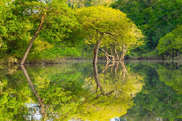 Panorama de selva amazónica, región húmeda brasileña . — Foto de Stock