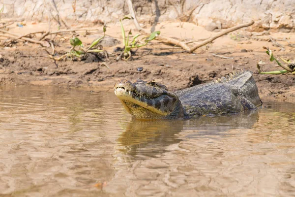 카이만 Pantanal, 브라질에 떠 있는 — 스톡 사진