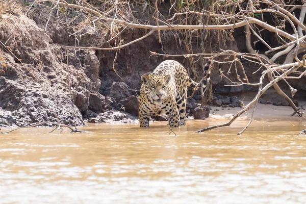 Jaguár z Pantanal, Brazílie — Stock fotografie