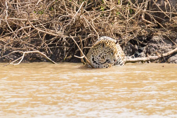 Jaguar z Pantanal, Brazylia — Zdjęcie stockowe