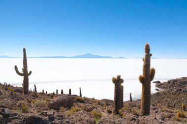 Salar de Uyuni view from Isla Incahuasi