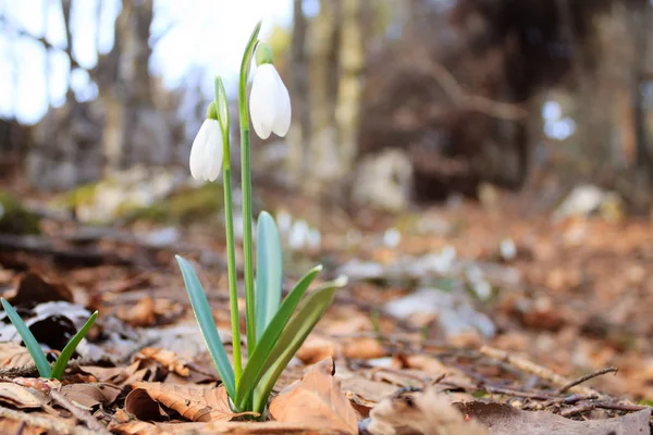 Snowdrop flower in woodland close up, nature background