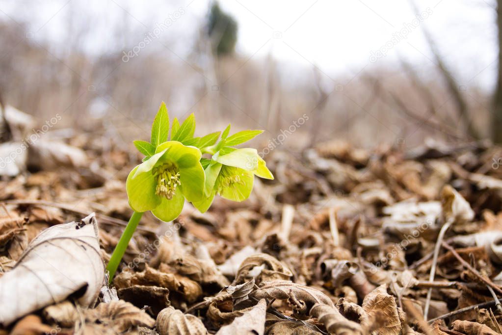 Hellebore flower in woodland close up, nature background