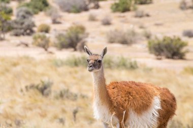 Guanaco yakın. Punta Tombo penguen kolonisi, Patagonya