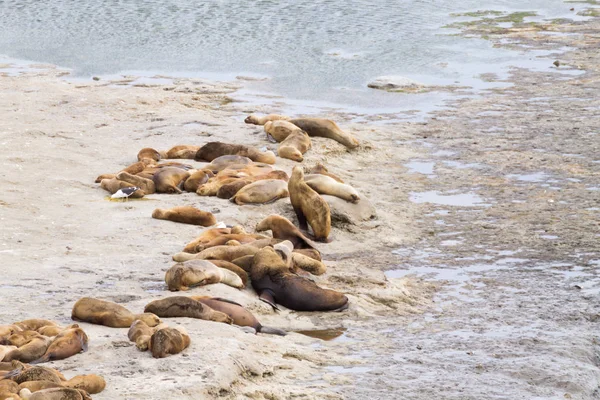 Elefantenrobben am Strand von Caleta Valdes, Patagonien, Argentinien — Stockfoto