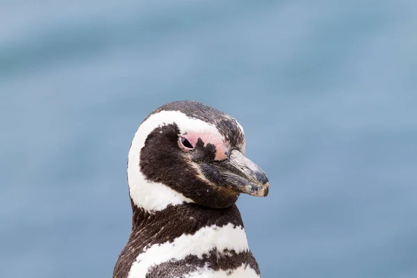 Магелланов пингвин. Колония пингвинов Калета Вальдес, Патагония, Арг — стоковое фото