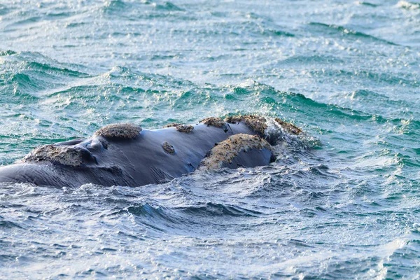 Whale Watching från valdes halvön, Argentina. Vilda djur — Stockfoto