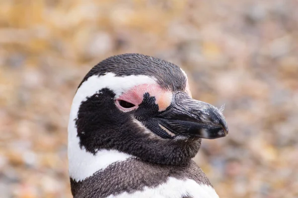 Pinguim-de-magalhães de perto. Punta Tombo pinguim colônia, Patagon — Fotografia de Stock