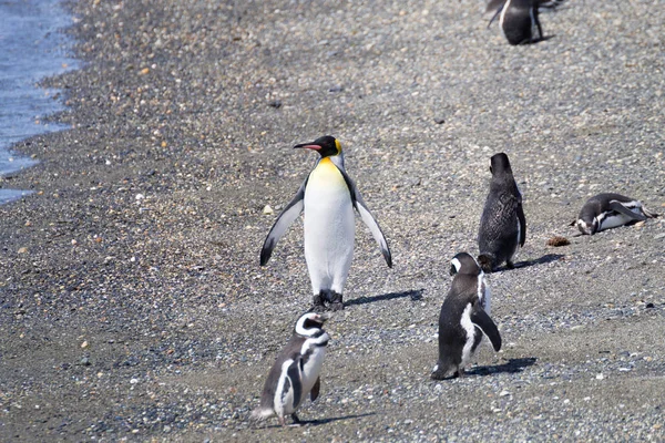 Koning pinguïn op Martillo island strand, Ushuaia — Stockfoto