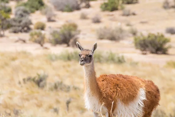 Guanaco yakın. Punta Tombo penguen kolonisi, Patagonya