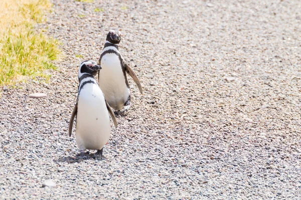 Pingüinos magallánicos. Colonia de pingüinos Punta Tombo, Patagonia — Foto de Stock