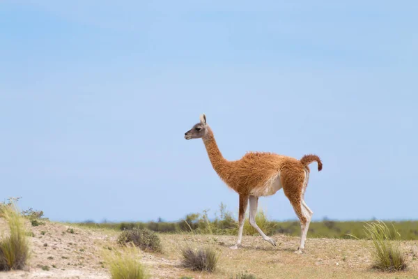 Guanaco nära upp, djurliv från Patagonien, Argentina — Stockfoto