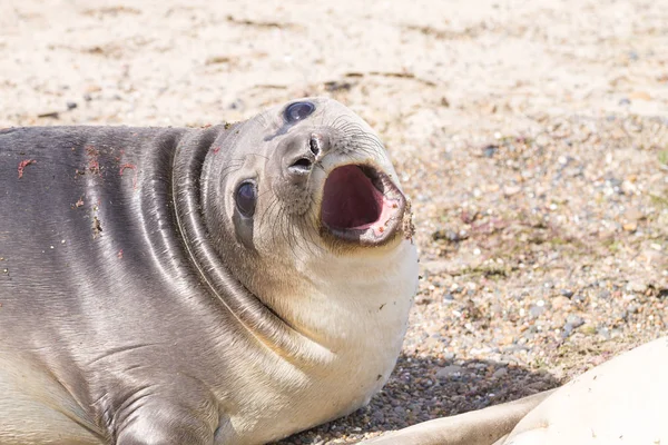 Elephant seal on beach close up, Patagonia, Argentina — Stock Photo, Image