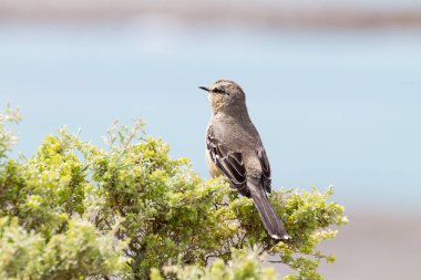 Patagonya mockingbird Caleta Valdes, Patagonia, Arjantin üzerinden